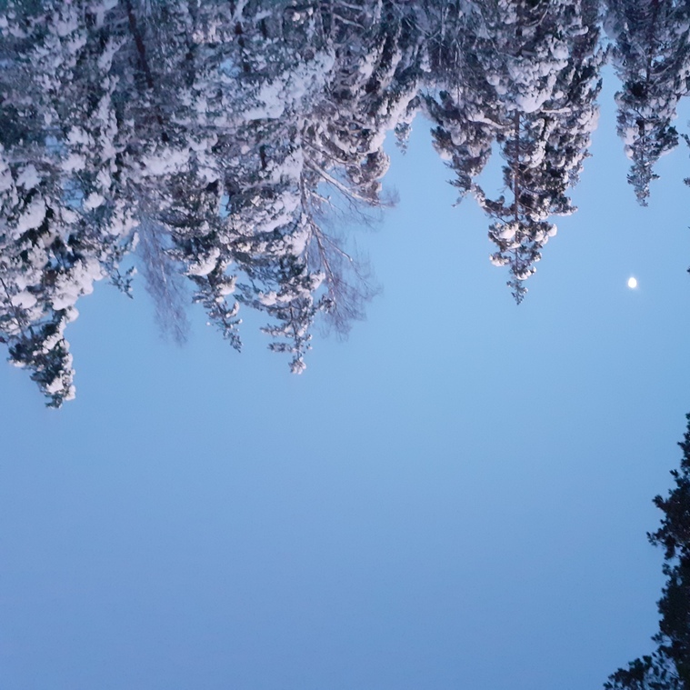 winter trees